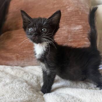 Daffy -  Domestic Short Hair Cat for Adoption in Jacksonville, Florida - Daffy | PetCurious