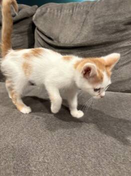 Romy -  Domestic Short Hair Cat for Adoption in Wheaton, Illinois - Romy | PetCurious