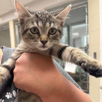 Mason -  Domestic Short Hair Cat for Adoption in Evansville, Indiana - Mason | PetCurious