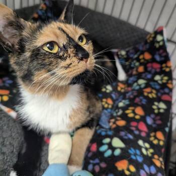 26-242 Mya -  Domestic Short Hair Cat for Adoption in North Branford, Connecticut - 26-242 Mya | PetCurious
