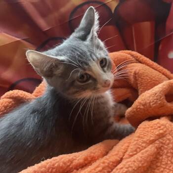 Rescue Domestic Short Hair Cats for Adoption in Topsham, Maine - Piglet | PetCurious