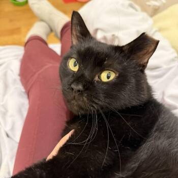 Rescue Domestic Short Hair Cats for Adoption - Samhain | PetCurious