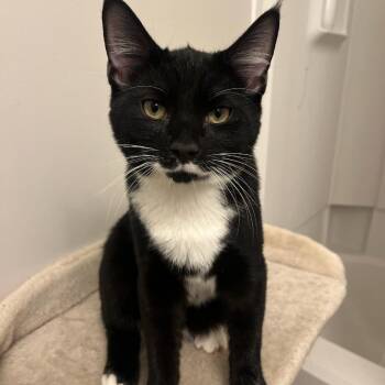 Domestic Short Hair Cats Available for Adoption - Dipsy | PetCurious