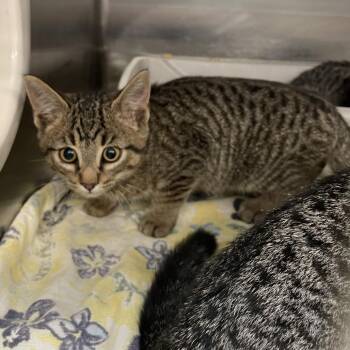 Domestic Short Hair Cats Available for Adoption - Neko | PetCurious