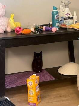 Ketanji Brown Jackson -  Domestic Short Hair Cat for Adoption in Cleveland, Ohio - Ketanji Brown Jackson | PetCurious