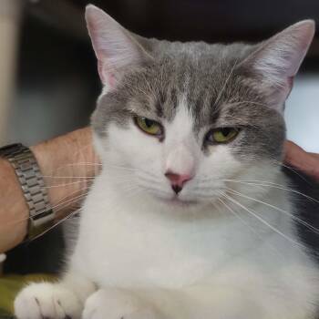Sloan -  Domestic Short Hair Cat for Adoption in Myrtle Beach, South Carolina - Sloan | PetCurious