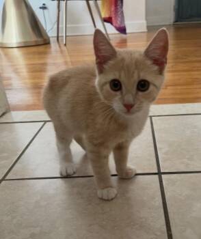 Waffle -  Domestic Short Hair Cat for Adoption in Pomona, New York - Waffle | PetCurious
