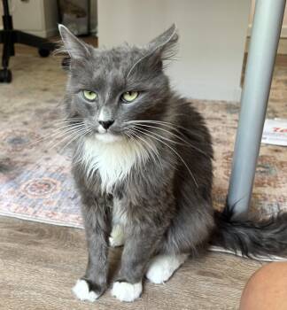 Dickens -  Domestic Medium Hair Cat for Adoption in Buford, Georgia - Dickens | PetCurious