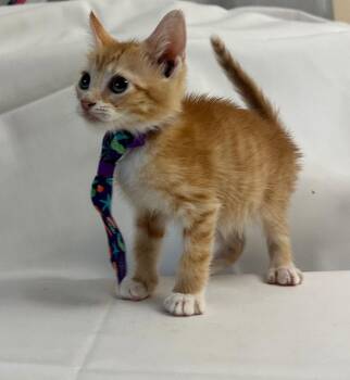 Domestic Short Hair Cats Available for Adoption in Margate, Florida - AURELIO | PetCurious