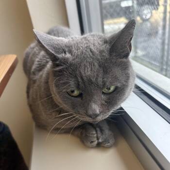 American Shorthair Cats Available for Adoption in Cody, Wyoming - Abigail | PetCurious
