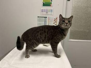 Maitake Mushroom -  Domestic Short Hair Cat for Adoption in Kansas City, Missouri - Maitake Mushroom | PetCurious