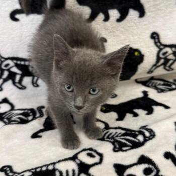 Zara -  Domestic Short Hair Cat for Adoption in West Olive, Michigan - Zara | PetCurious