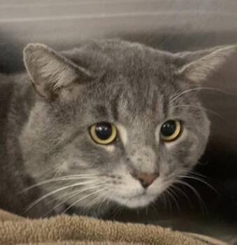 Webster -  Domestic Short Hair Cat for Adoption in Cincinnati, Ohio - Webster | PetCurious