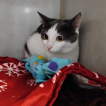 Domestic Short Hair Cats Available for Adoption - Mitski | PetCurious