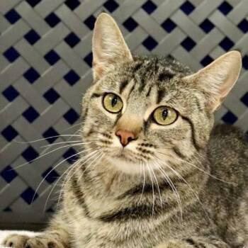 Domestic Short Hair Cats Available for Adoption in Fort Davis, Texas - Amanda | PetCurious