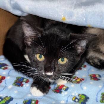 Treat -  Domestic Short Hair Cat for Adoption in Ferndale, Washington - Treat | PetCurious