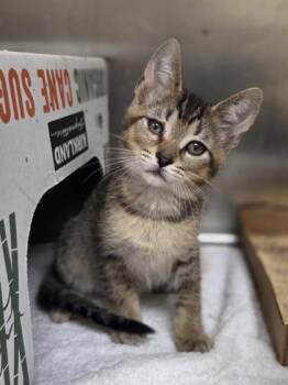 Jonny Pop -  Domestic Short Hair Cat for Adoption in Westland, Michigan - Jonny Pop | PetCurious