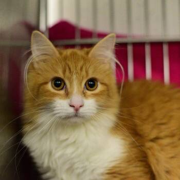 Garfield -  Domestic Long Hair Cat for Adoption in Idaho Falls, Idaho - Garfield | PetCurious