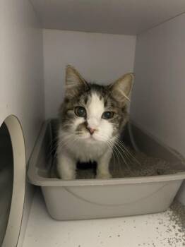 Domestic Medium Hair Cats Available for Adoption - Akaka | PetCurious