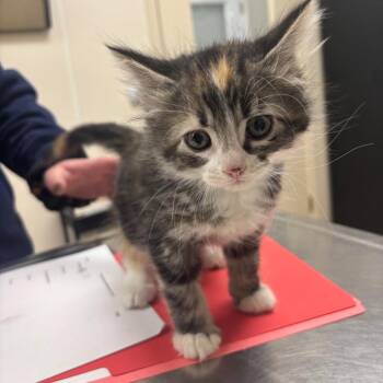 Domestic Medium Hair Cats Available for Adoption - Bitty | PetCurious