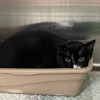 Archie -  Domestic Short Hair Cat for Adoption in Port Charlotte, Florida - Archie | PetCurious