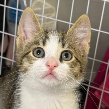 Domestic Short Hair Cats Available for Adoption - Truly | PetCurious