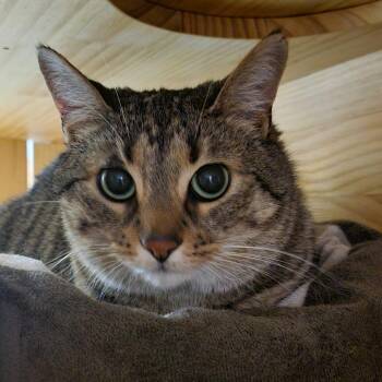Abi @PAWZ pet cafe -  Domestic Short Hair Cat for Adoption in Carmel, Indiana - Abi @PAWZ Pet Cafe | PetCurious