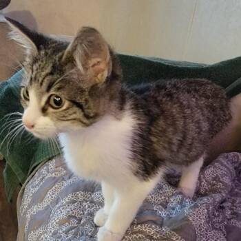 Bradley -  Domestic Short Hair Cat for Adoption in Austin, Texas - Bradley | PetCurious
