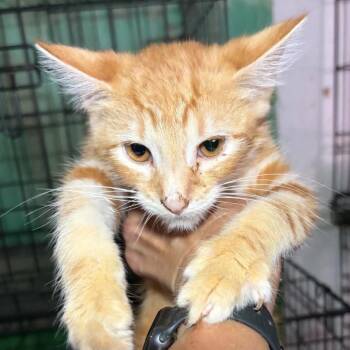 Sonic AKA Ruth kitten B -  Domestic Short Hair Cat for Adoption in Granby, Missouri - Sonic AKA Ruth Kitten B | PetCurious