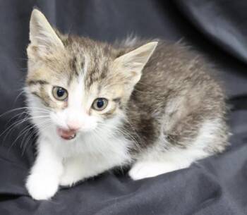 Krispy Kreme -  Domestic Short Hair Cat for Adoption in Thief River Falls, Minnesota - Krispy Kreme | PetCurious