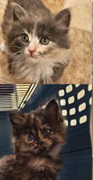 Rescue Domestic Short Hair Cats for Adoption in Mendham Township, New Jersey - 4 Gorgeous Kittens 8 Weeks Old In Foster Care | PetCurious