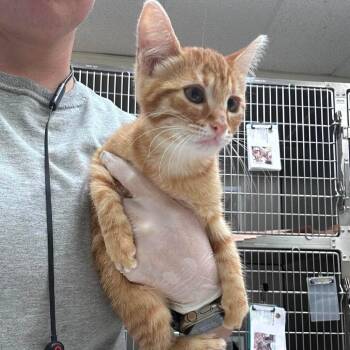 Anise 26-08-047 -  Domestic Short Hair Cat for Adoption in Bastrop, Texas - Anise 26-08-047 | PetCurious