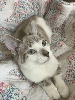 Siamese Cats Available for Adoption - Zuri And Zara - BONDED | PetCurious