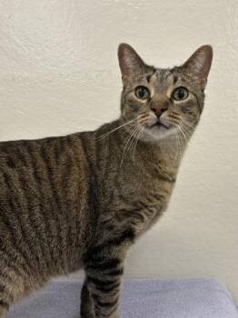 Snort -  Domestic Short Hair Cat for Adoption in Mason, Michigan - Snort | PetCurious