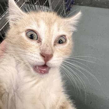 Domestic Short Hair Cats Available for Adoption in Las Vegas, Nevada - Big Mac | PetCurious