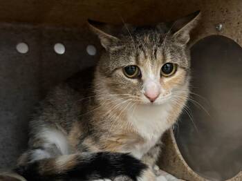 April -  Dilute Calico Cat Available for Adoption in Powell, Ohio - April | PetCurious