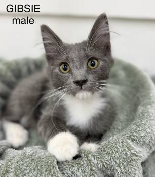 Gibsie -  Domestic Medium Hair Cat for Adoption in Sonora, California - Gibsie | PetCurious