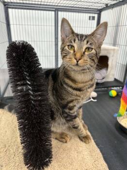 Iams -  Tabby Cat for Adoption in Burnaby, British Columbia - Iams | PetCurious