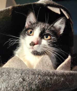 Rescue Domestic Medium Hair Cats for Adoption in Charlotte, North Carolina - Amelia | PetCurious