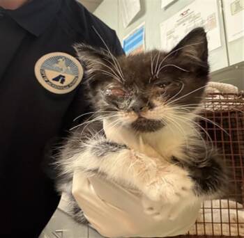 Domestic Short Hair Cats Available for Adoption in Jacksonville, Florida - JEAN | PetCurious