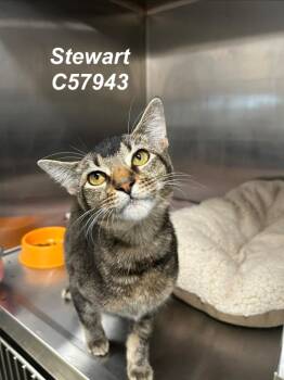 Stewart -  Domestic Short Hair Cat for Adoption in Clarksville, Tennessee - Stewart | PetCurious