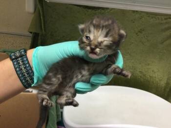 Domestic Short Hair Cats Available for Adoption in Riverside, California - A1913074 | PetCurious
