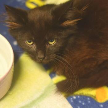 Jeremiah -  Domestic Medium Hair Cat for Adoption in Belleville, Illinois - Jeremiah | PetCurious