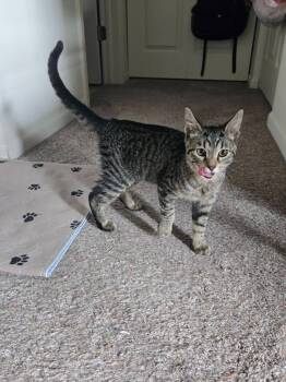 Buttons -  Domestic Medium Hair Cat for Adoption in Libertyville, Illinois - Buttons | PetCurious