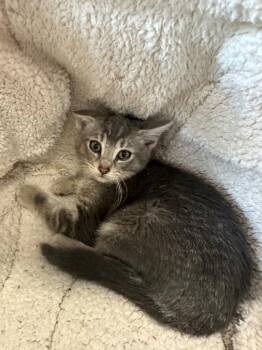 Domestic Medium Hair Cats Available for Adoption in Newberg, Oregon - Dragonfly | PetCurious