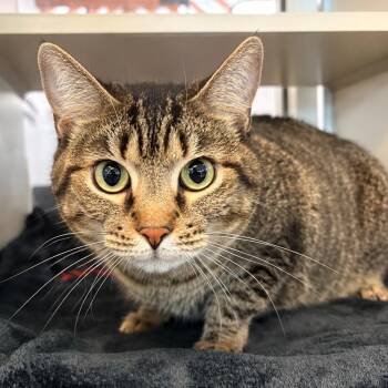 Bananabelle -  Domestic Medium Hair Cat for Adoption in Gloucester, Virginia - Bananabelle | PetCurious