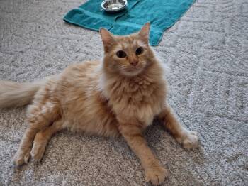 Charm -  Domestic Medium Hair and Tabby Cat for Adoption in St. Peters, Missouri - Charm | PetCurious
