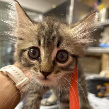 Gigi -  Domestic Long Hair Cat for Adoption in Leander, Texas - Gigi | PetCurious