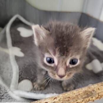 Aragorn -  Domestic Medium Hair Cat for Adoption in Kanab, Utah - Aragorn | PetCurious