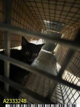 Domestic Short Hair Cats Available for Adoption in West Palm Beach, Florida - OPHELIA | PetCurious